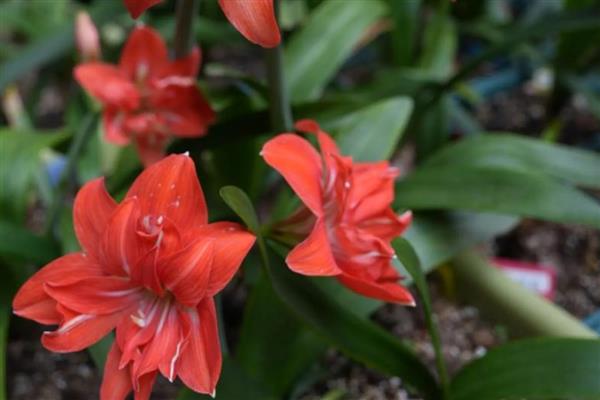 朱顶红用深盆还是浅盆合适，用深盆合适