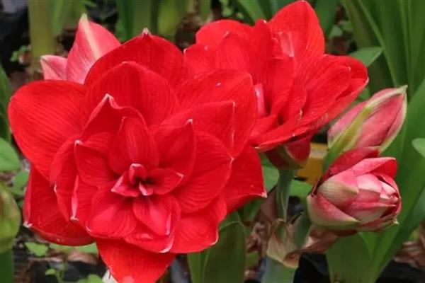 朱顶红用深盆还是浅盆合适，用深盆合适