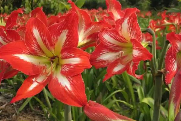 朱顶红用深盆还是浅盆合适，用深盆合适