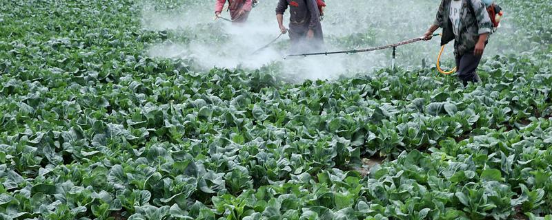 白菜多久施肥一次，叶片快速生长期每7-10天追肥一次