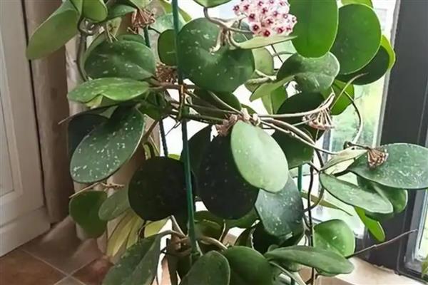 球兰开放需要多久,从发芽到开花需要3年左右