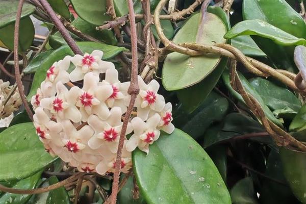 球兰开放需要多久,从发芽到开花需要3年左右