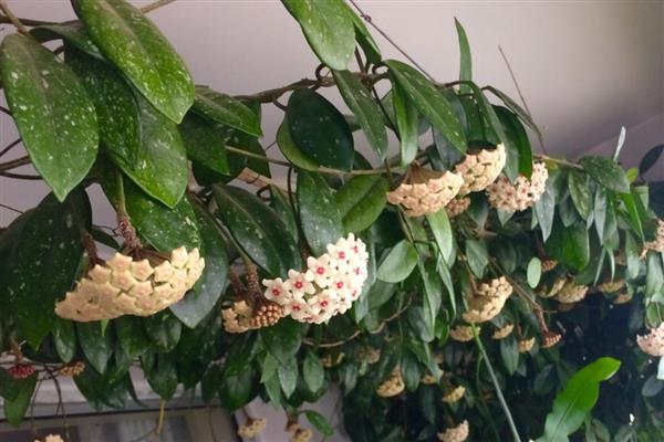 球兰开放需要多久,从发芽到开花需要3年左右