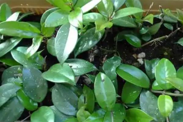 球兰开放需要多久,从发芽到开花需要3年左右