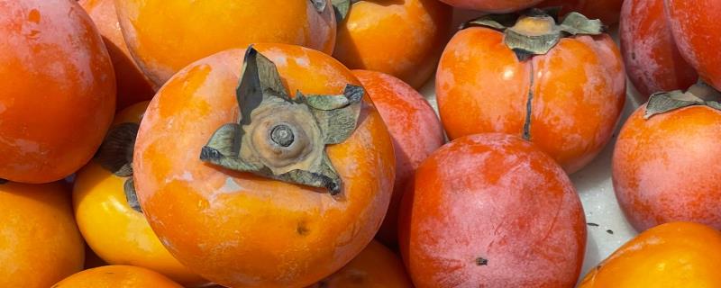 小柿子是热性还是凉性水果，是凉性水果