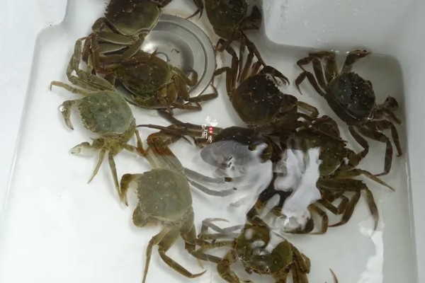 螃蟹哪些部位不能吃,蟹腮、蟹肠等器官都要去除