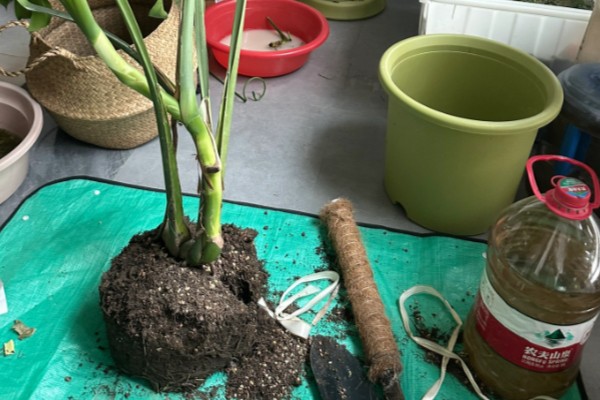 龟背竹叶子耷拉卷曲的原因,可能是长时间不换土所致