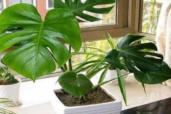 龟背竹叶子耷拉卷曲的原因,可能是长时间不换土所致