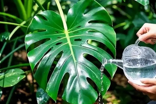 龟背竹叶子耷拉卷曲的原因,可能是长时间不换土所致