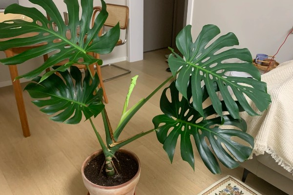 龟背竹叶子耷拉卷曲的原因,可能是长时间不换土所致