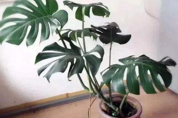 龟背竹叶子耷拉卷曲的原因,可能是长时间不换土所致