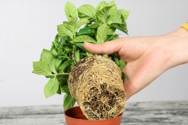 怎么移栽栀子花,移栽前3天不能浇水