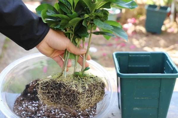 怎么移栽栀子花,移栽前3天不能浇水