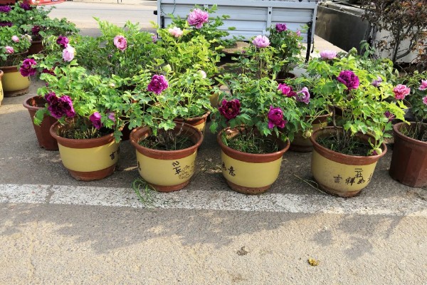 怎么移栽栀子花,移栽前3天不能浇水