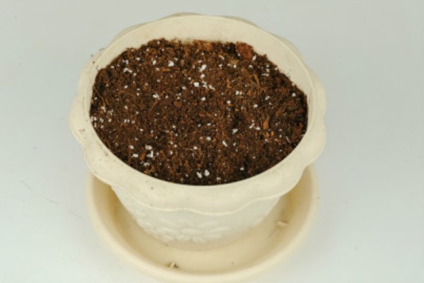 怎么移栽栀子花,移栽前3天不能浇水