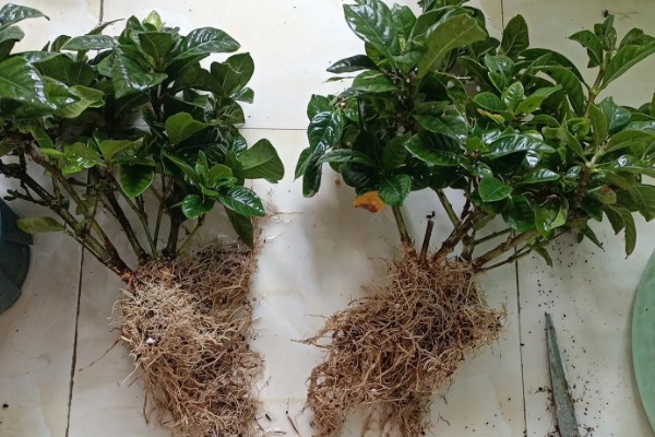 怎么移栽栀子花,移栽前3天不能浇水