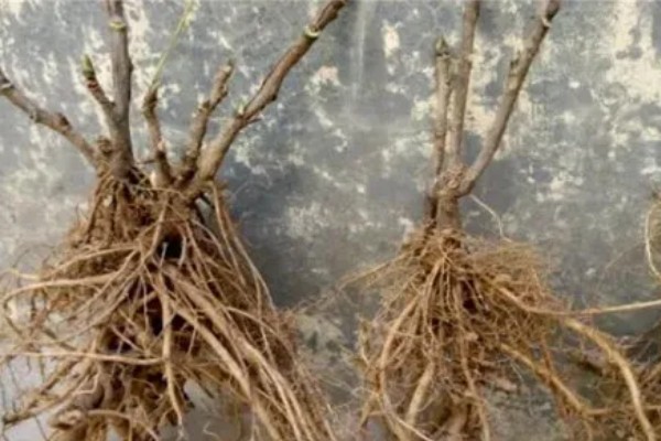 怎么移栽栀子花,移栽前3天不能浇水