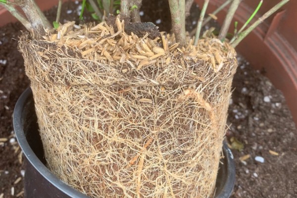 怎么移栽栀子花,移栽前3天不能浇水