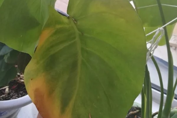 龟背竹叶子耷拉卷曲的原因,可能是长时间不换土所致