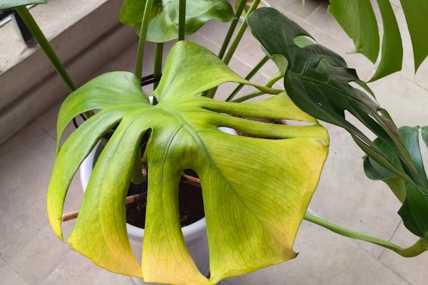 龟背竹叶子耷拉卷曲的原因,可能是长时间不换土所致