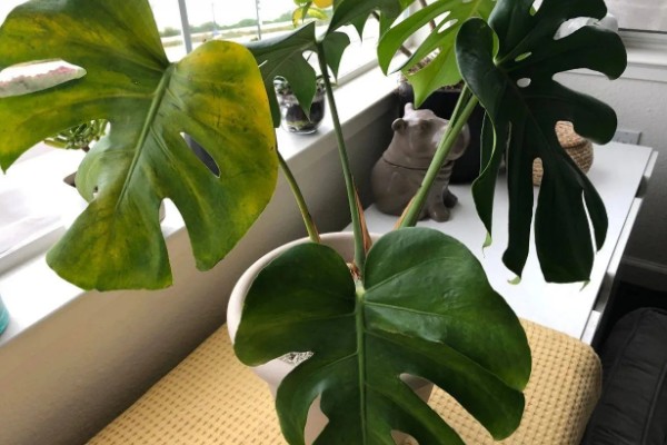 龟背竹叶子耷拉卷曲的原因,可能是长时间不换土所致