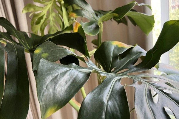 龟背竹叶子耷拉卷曲的原因,可能是长时间不换土所致