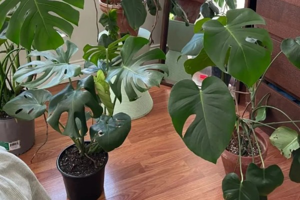 龟背竹叶子耷拉卷曲的原因,可能是长时间不换土所致