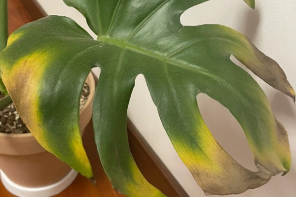 龟背竹叶子耷拉卷曲的原因,可能是长时间不换土所致