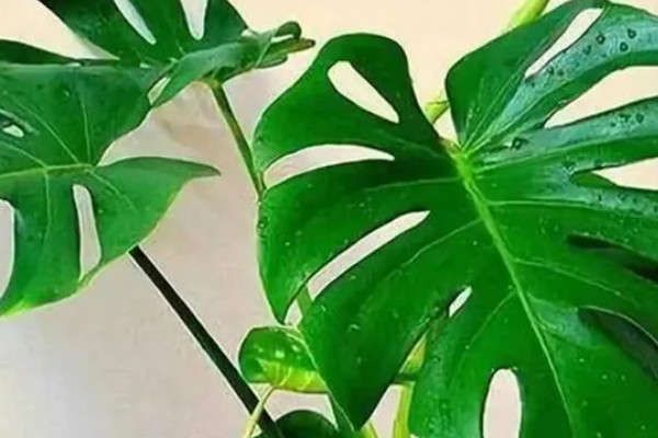 龟背竹叶子耷拉卷曲的原因,可能是长时间不换土所致