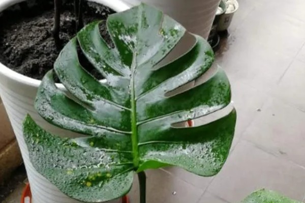 龟背竹叶子耷拉卷曲的原因,可能是长时间不换土所致