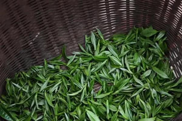 浙江有什么名茶,西湖龙井、大佛龙井等种类有很高的知名度