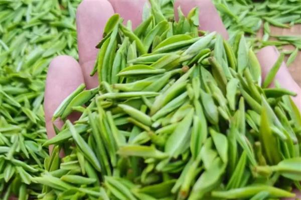 浙江有什么名茶,西湖龙井、大佛龙井等种类有很高的知名度