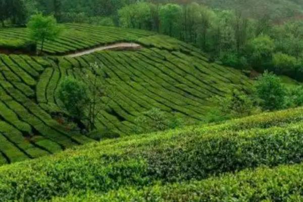 浙江有什么名茶,西湖龙井、大佛龙井等种类有很高的知名度