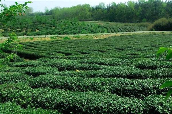 浙江有什么名茶,西湖龙井、大佛龙井等种类有很高的知名度