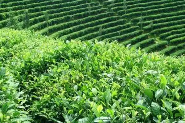 浙江有什么名茶,西湖龙井、大佛龙井等种类有很高的知名度