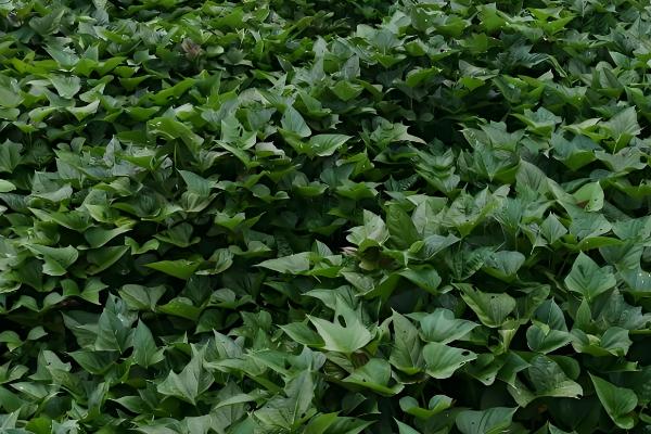 提高养猪效益的方法,自繁自养可节省购买种猪和仔猪的费用