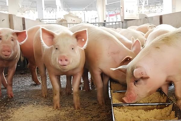 提高养猪效益的方法,自繁自养可节省购买种猪和仔猪的费用