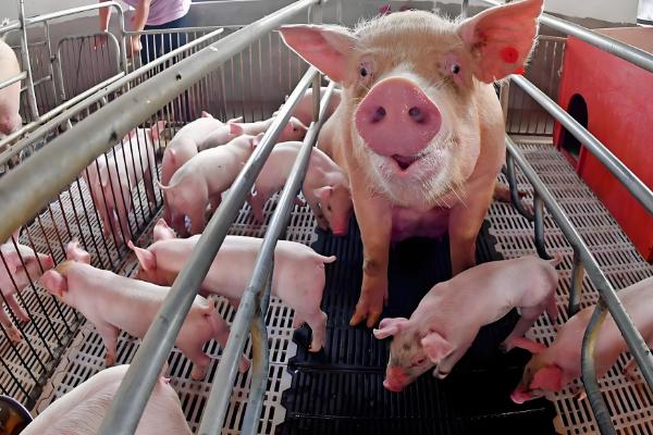 提高养猪效益的方法,自繁自养可节省购买种猪和仔猪的费用