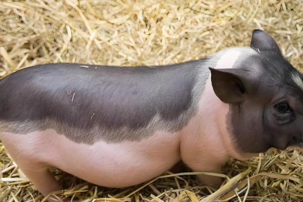 提高养猪效益的方法,自繁自养可节省购买种猪和仔猪的费用