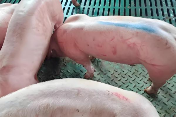 提高养猪效益的方法,自繁自养可节省购买种猪和仔猪的费用