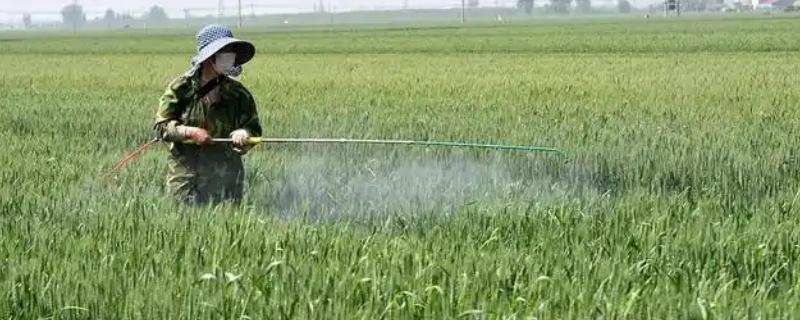 小麦打完除草剂过多久下雨没事，经过6小时再下雨不会影响效果