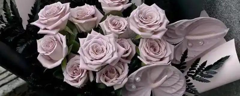 曼塔玫瑰的花语是什么，寓意梦想开始的地方