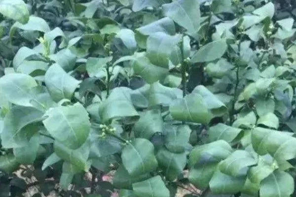 桔子树卷叶病如何防治，脱肥、伤根、线虫侵袭、养分争夺等均可能导致卷叶