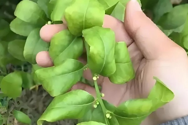 桔子树卷叶病如何防治，脱肥、伤根、线虫侵袭、养分争夺等均可能导致卷叶