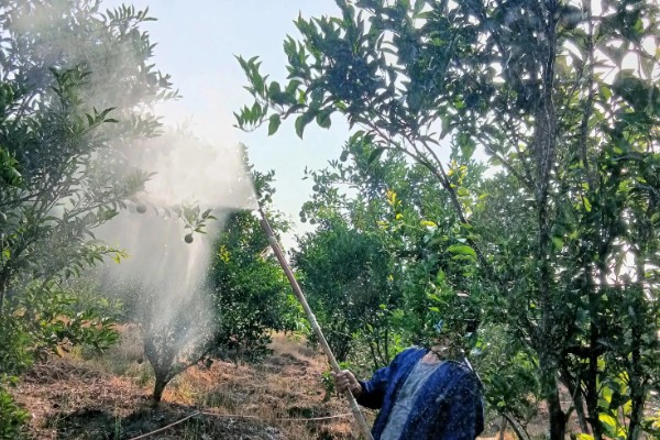 桔子树卷叶病如何防治，脱肥、伤根、线虫侵袭、养分争夺等均可能导致卷叶