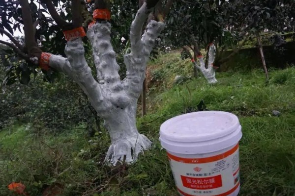 桔子树卷叶病如何防治，脱肥、伤根、线虫侵袭、养分争夺等均可能导致卷叶