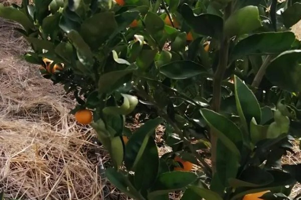 桔子树卷叶病如何防治，脱肥、伤根、线虫侵袭、养分争夺等均可能导致卷叶