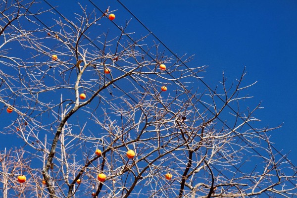 小柿子是热性还是凉性水果，是凉性水果