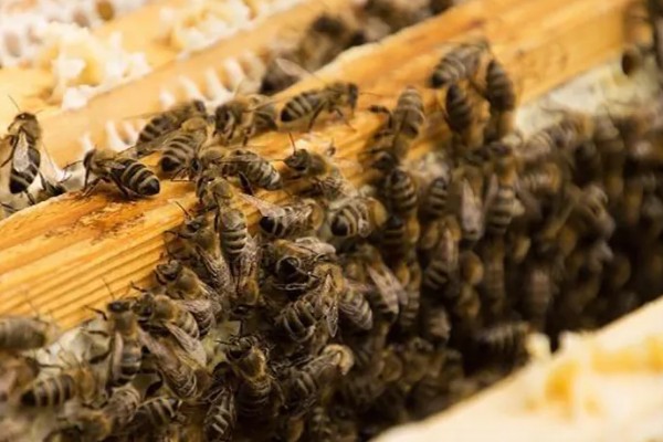 传统蜂箱的种类，有木桶蜂箱和格子蜂箱两种