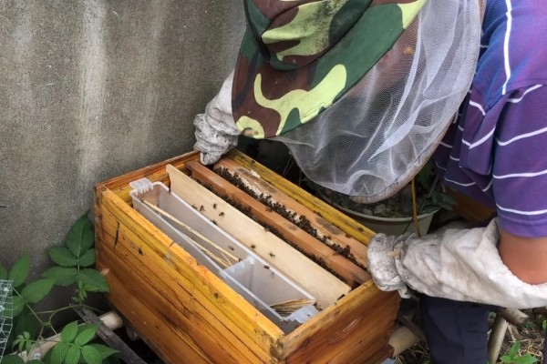 传统蜂箱的种类，有木桶蜂箱和格子蜂箱两种